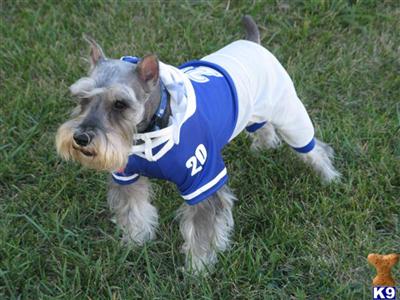 Stud Dogs - Miniature Schnauzer